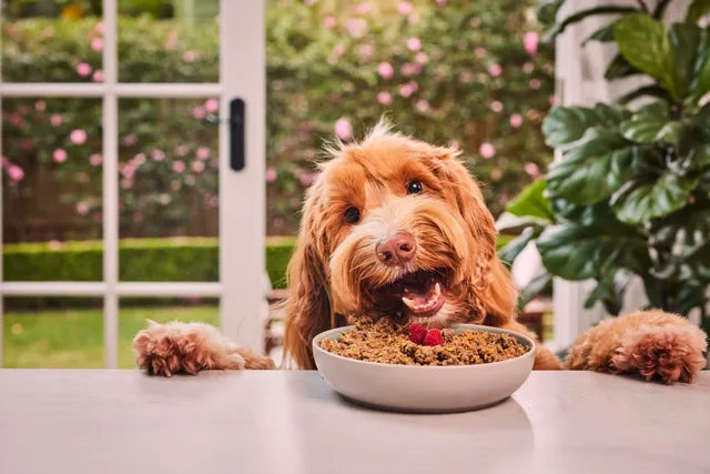 Why Choosing the Cheapest Pet Food Is Losing You Money