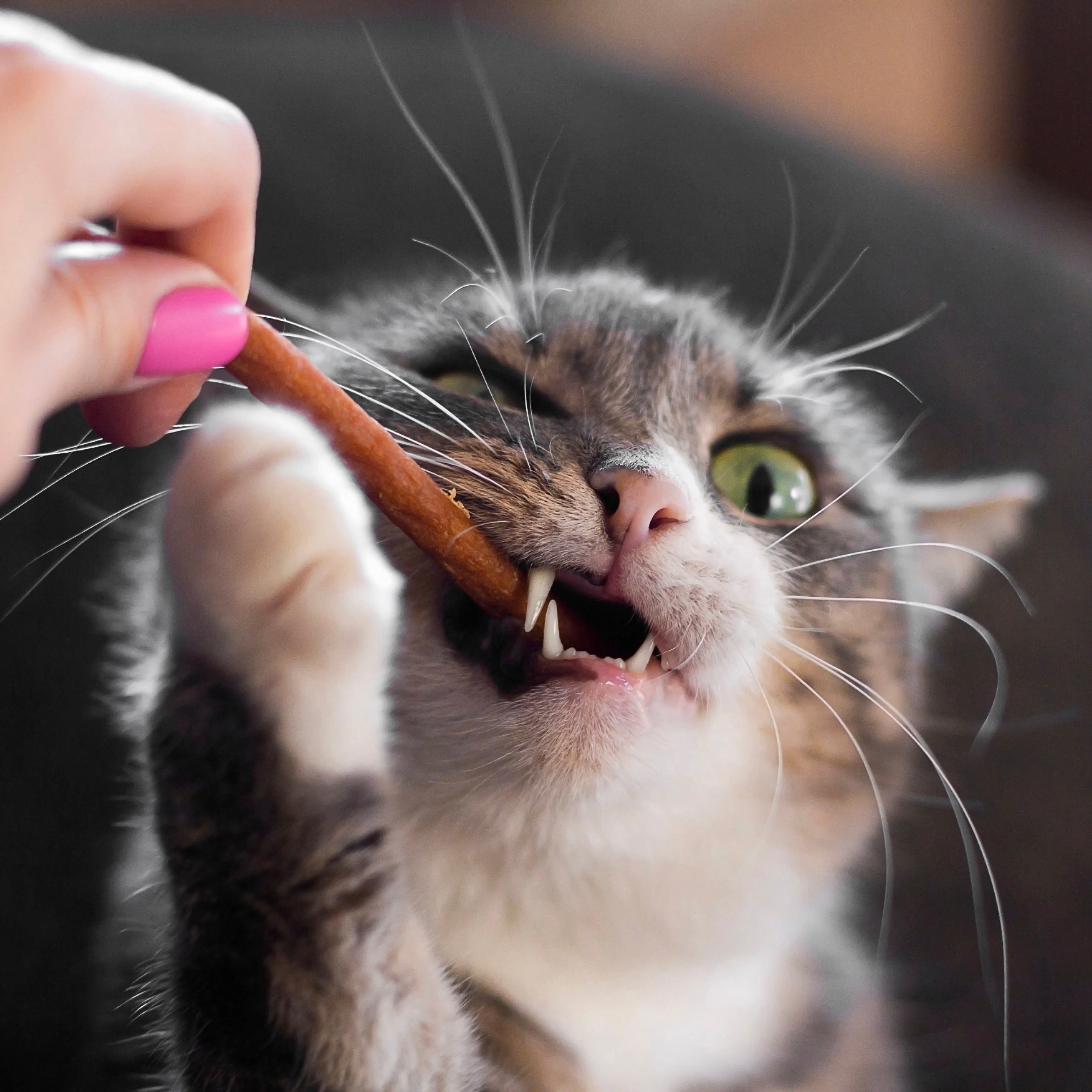 Cat Treats