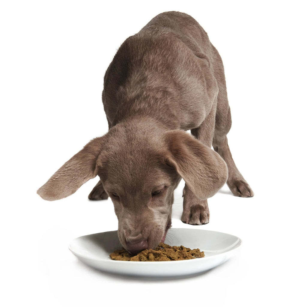 Smack - Rockin' Rockfish