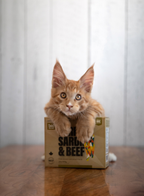 Big Country Raw - Fare Game - Turkey, Sardine & Beef