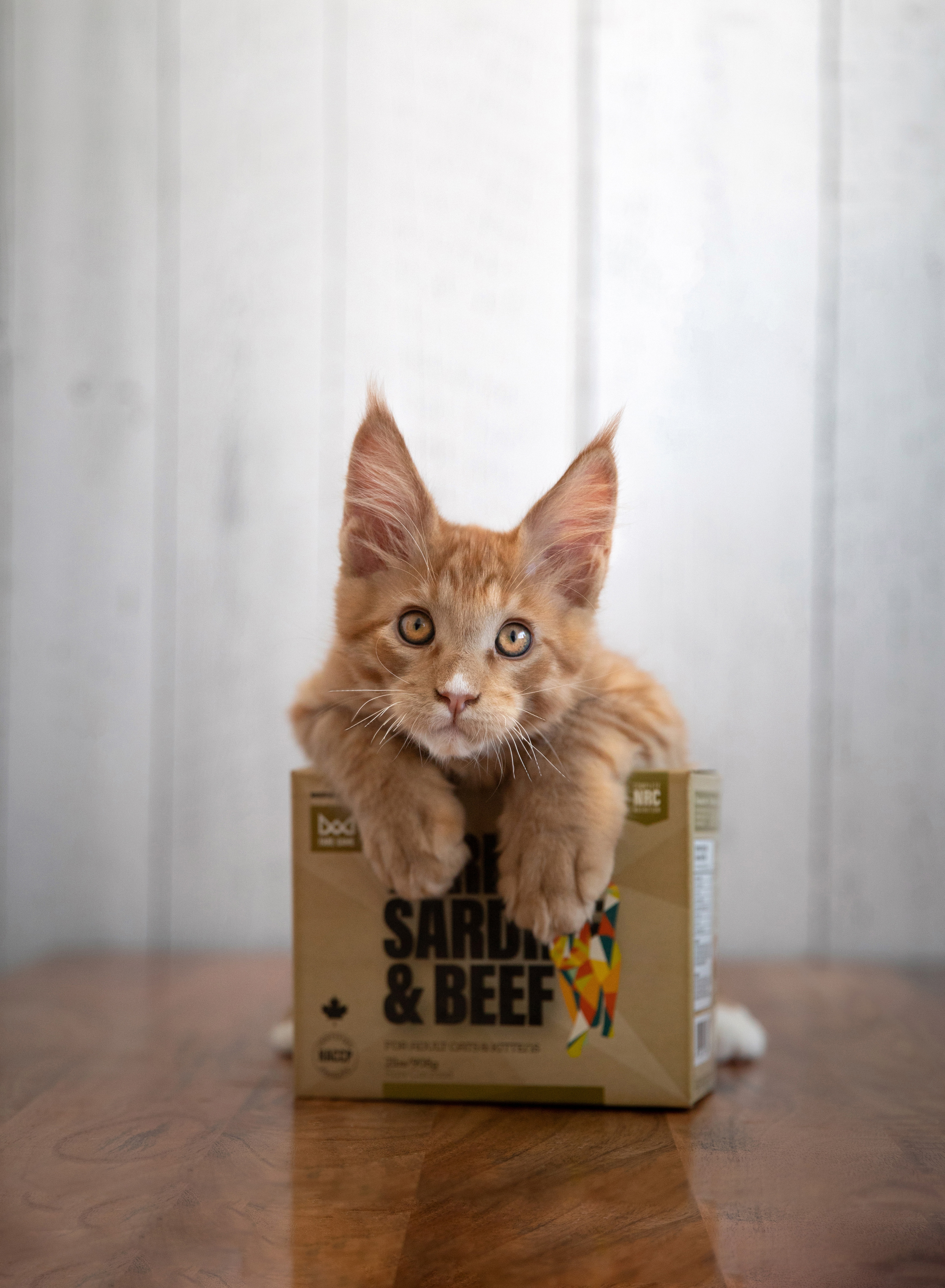 Big Country Raw - Fare Game - Turkey, Sardine & Beef