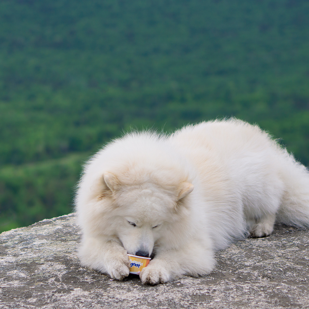 Big Country Raw - Frozen Goat - Cookies N Cream