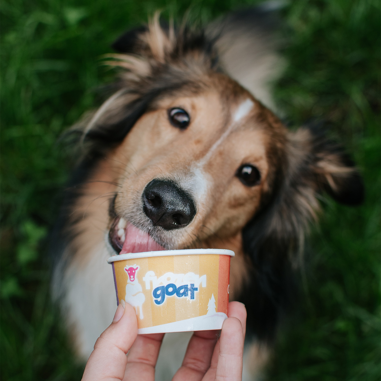 Big Country Raw - Frozen Goat - Bananny