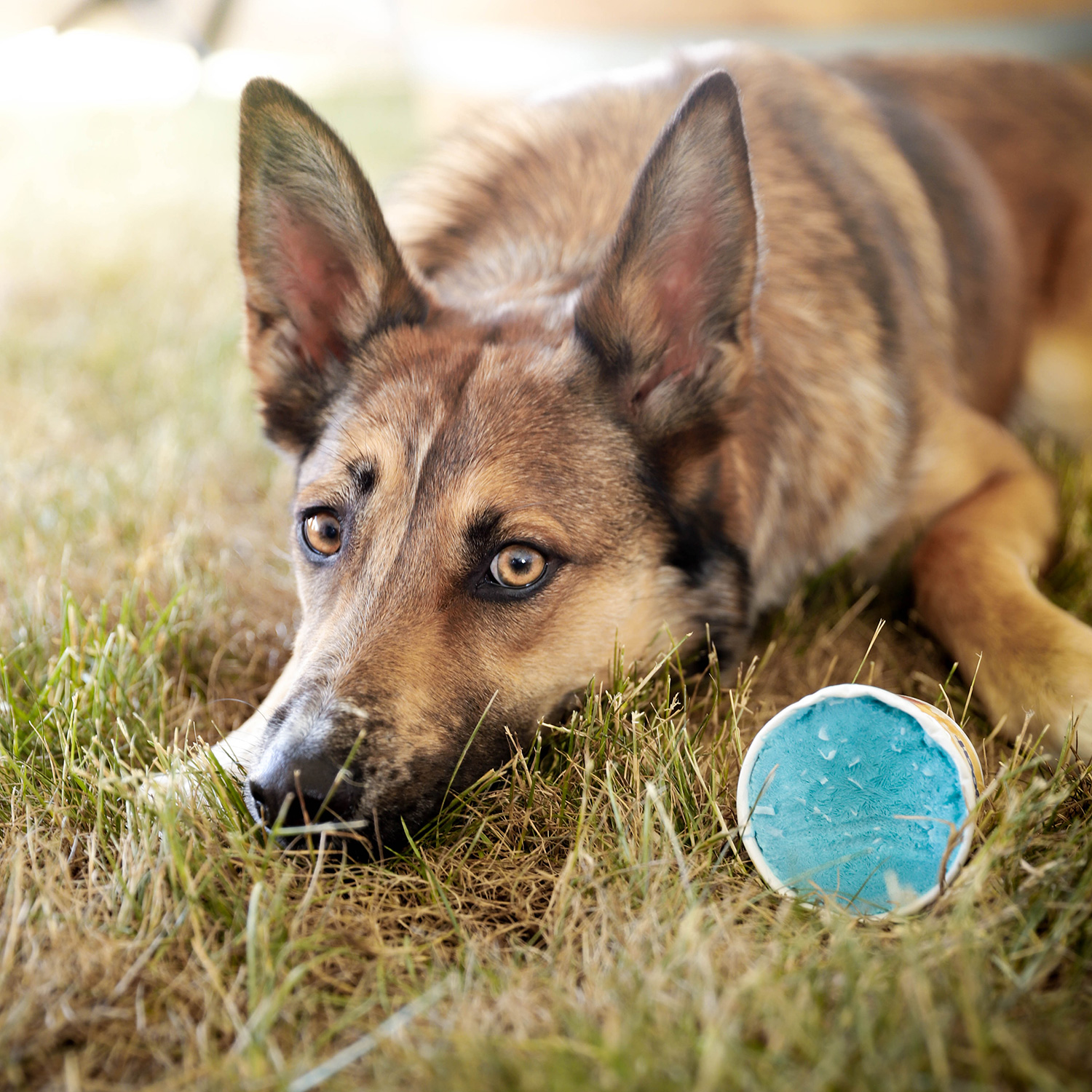 Big Country Raw - Frozen Goat - Bananny