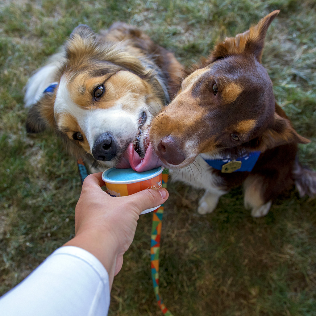 Big Country Raw - Frozen Goat - Billyberry