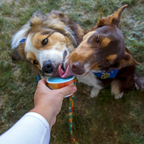 Big Country Raw - Frozen Goat - Billyberry