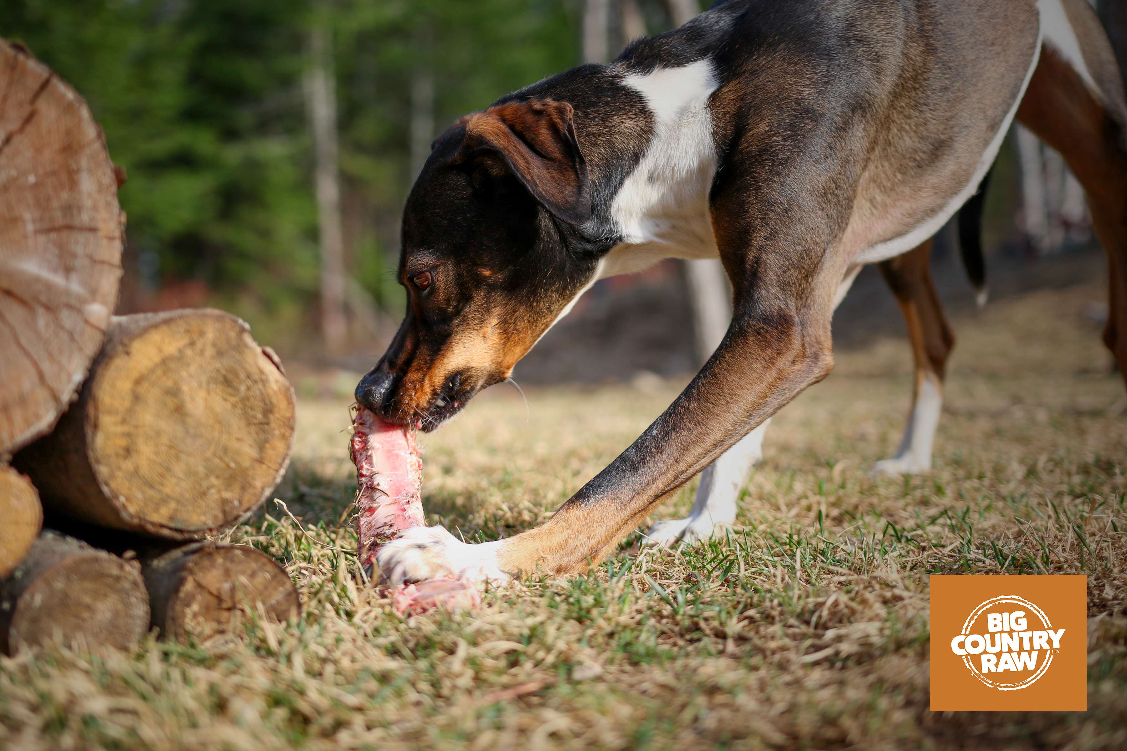 Big Country Raw- Large Flat Rib Bone