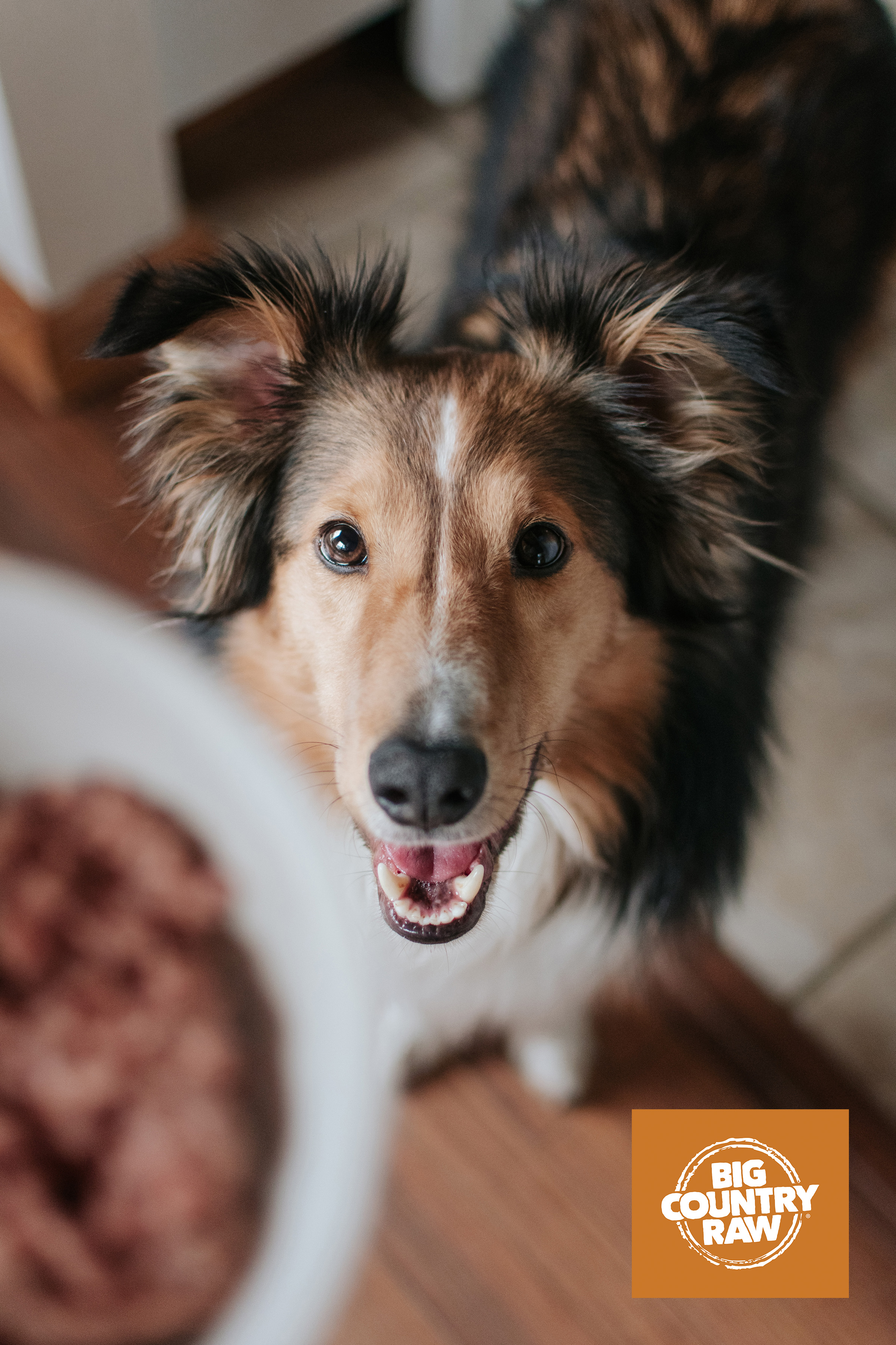 Big Country Raw - Beef Dinner